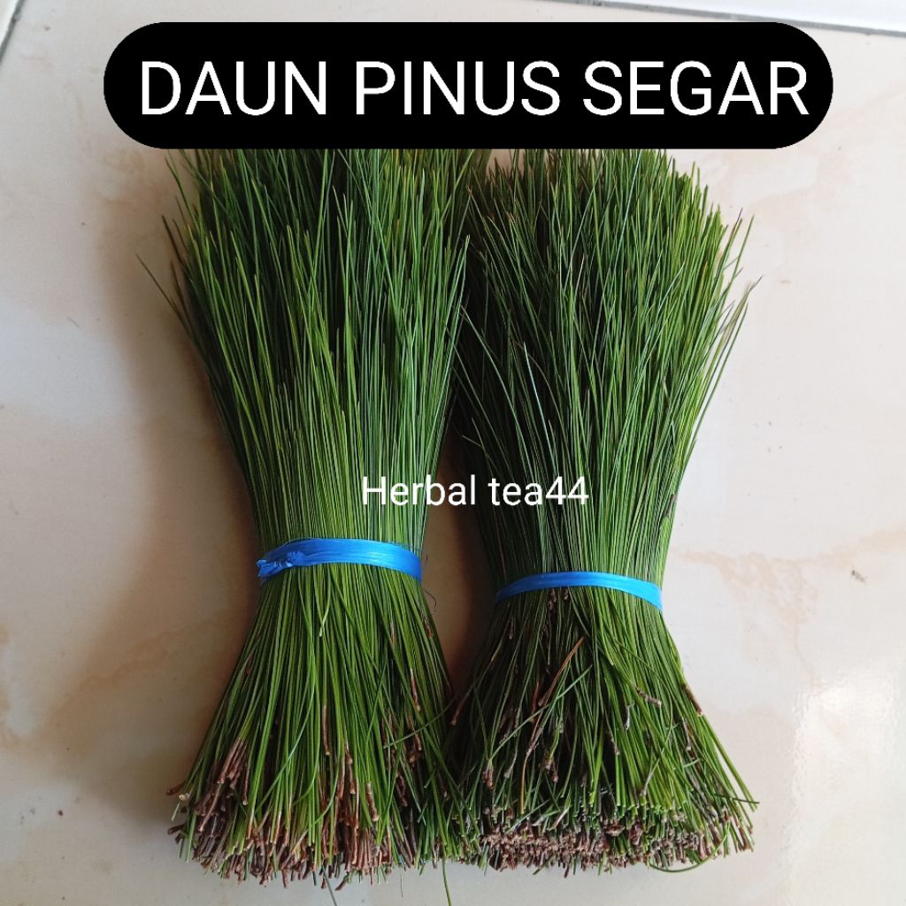 

Daun pinus segar murni daun tanpa batang 500 gram