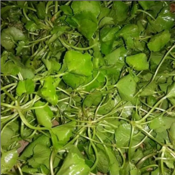 

500 Gram Daun Antanan Segar/ 250 Gram Daun Pegagan Alami dipetik saat order masuk
