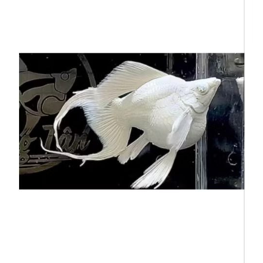 MOLLY BALON PLATINUM CAWANG