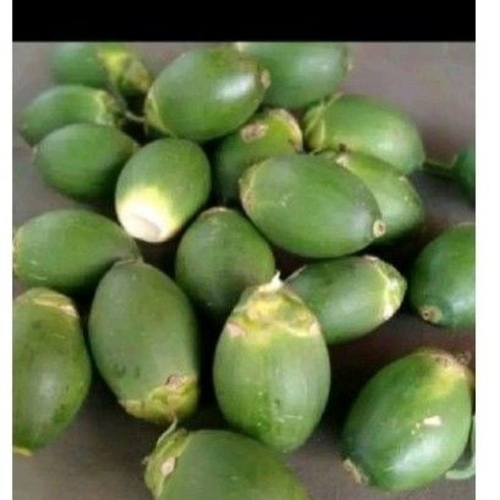 

buah pinang muda segar langsung petik