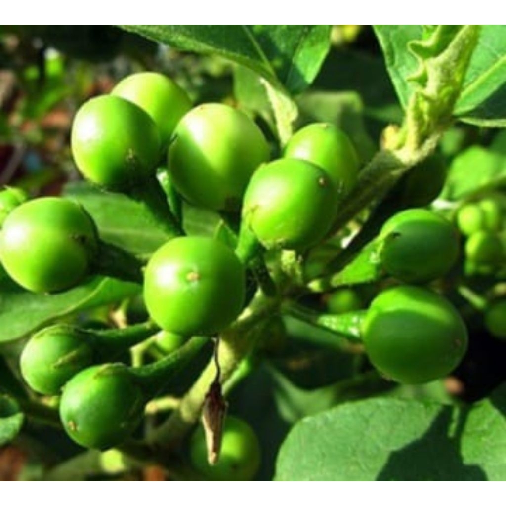 

Buah Tekokak Cepokak segar dan prees 500 gram bahan lalapan