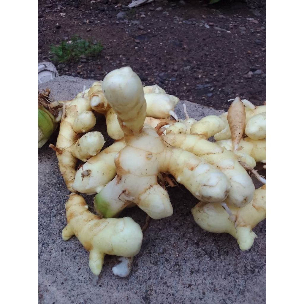 

kunyit putih segar 1kg kunyit putih temu putih