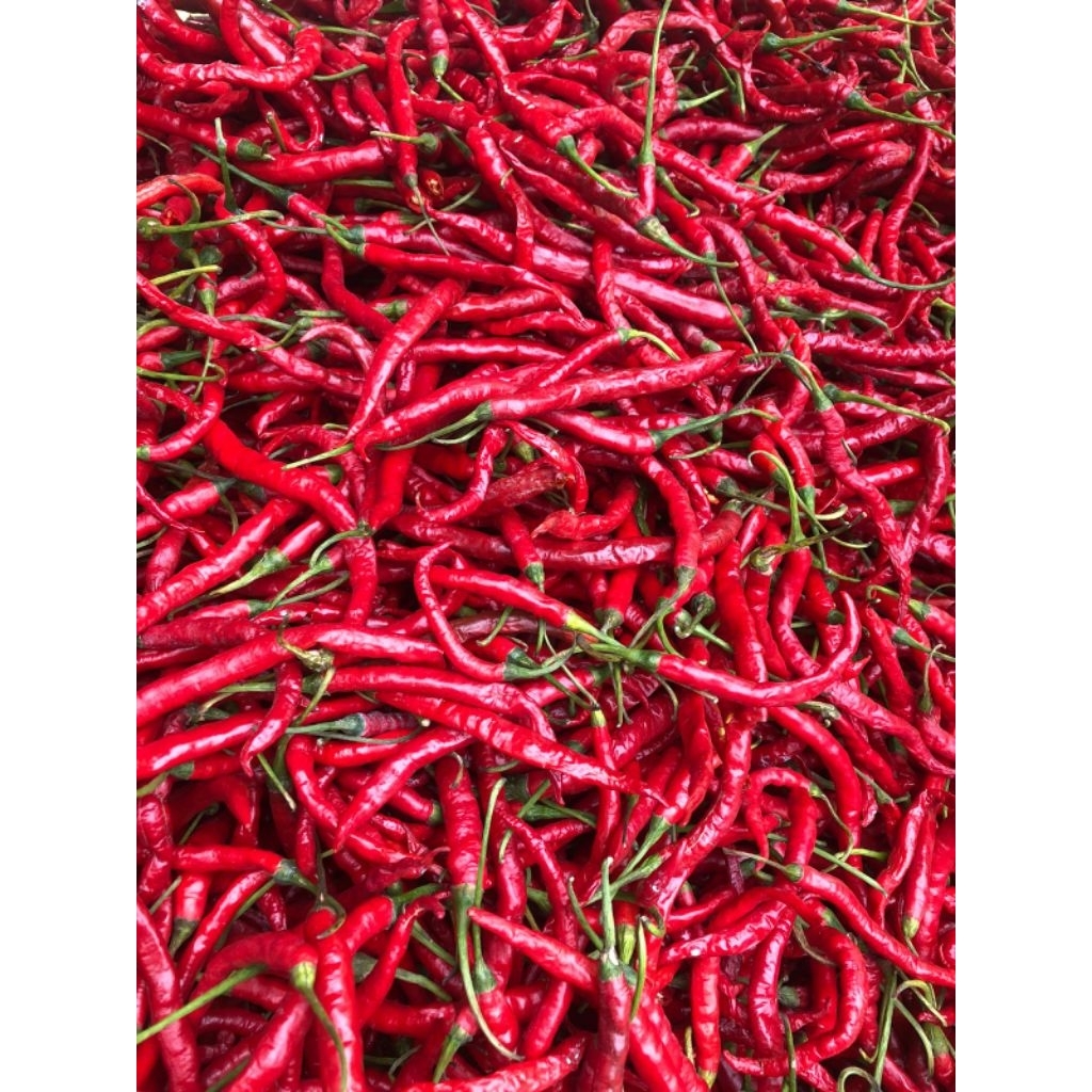 

Cabe merah Bukittinggi/mudik