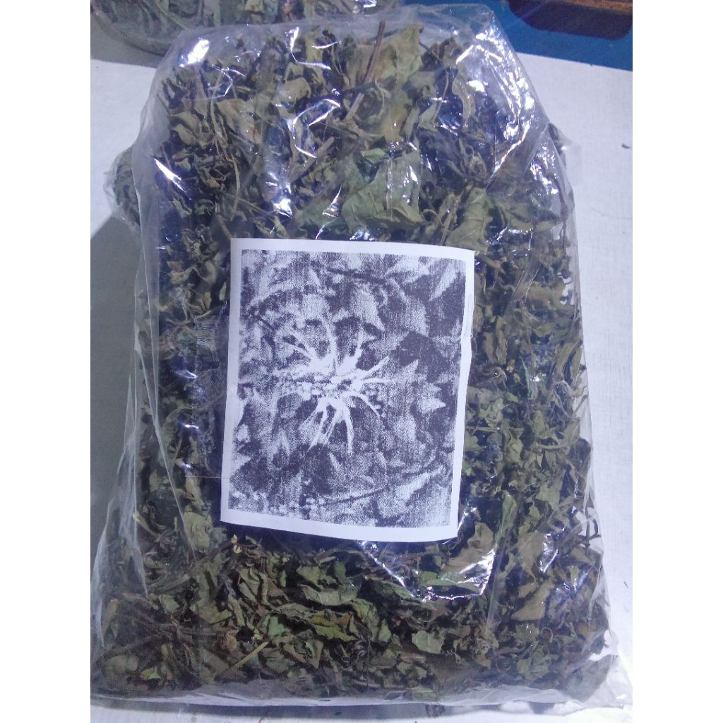 

daun kumis kucing kering alami
