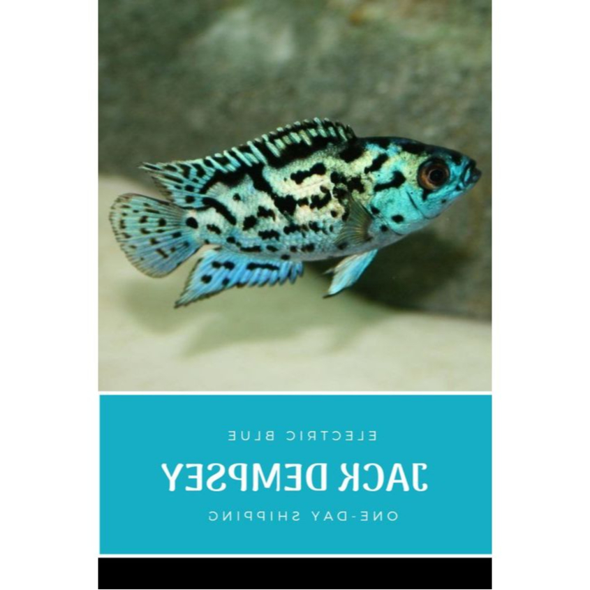 Ikan Hias Cichlid EBJD / Electric Blue Jack Dempsey / American Cichlid