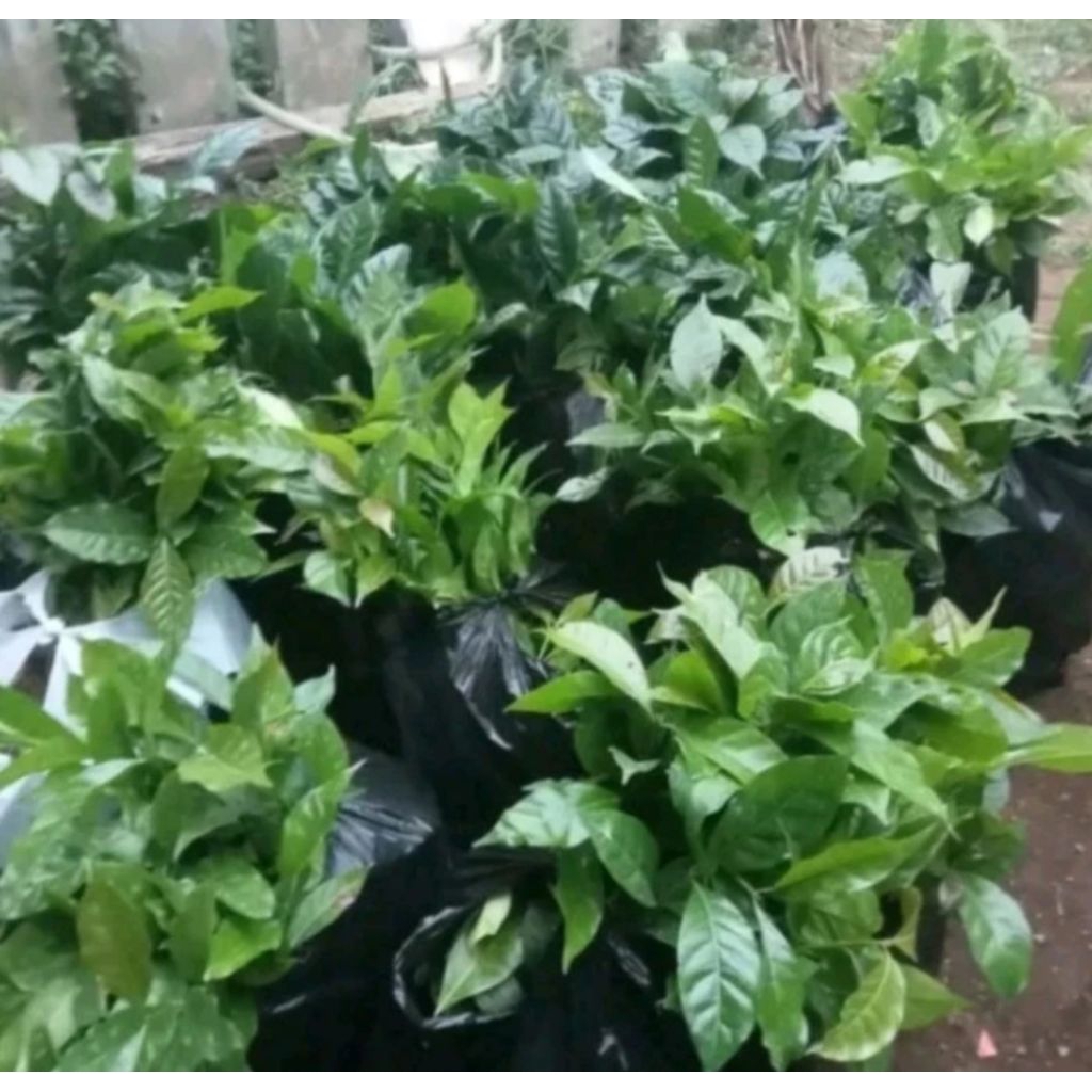 bibit benih kopi robusta/10pcs
