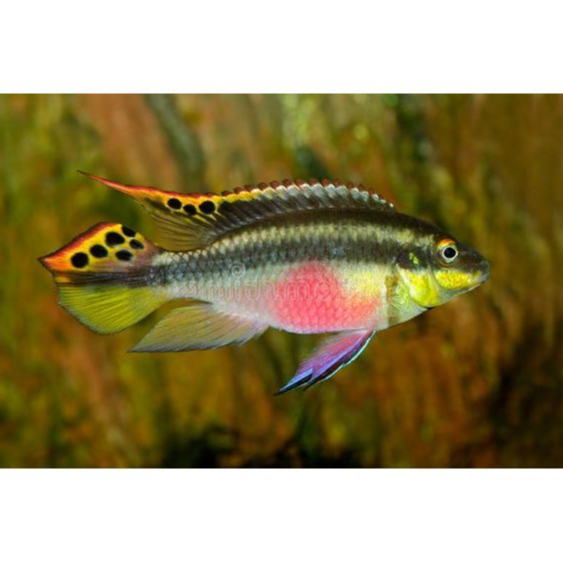 Ikan Hias Cichlid Kribensis / African Cichlid / Dwarf Cichlid