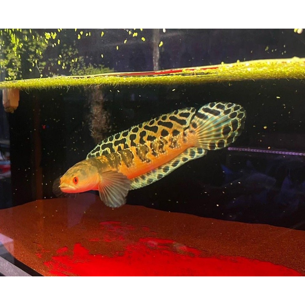 Box isi Stiker C.Maru ys batik sz 17-20cm