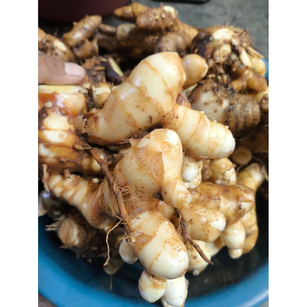 

Kunyit Putih Segar 1Kg Temu Putih kunyit Segar asli 100℅ Original