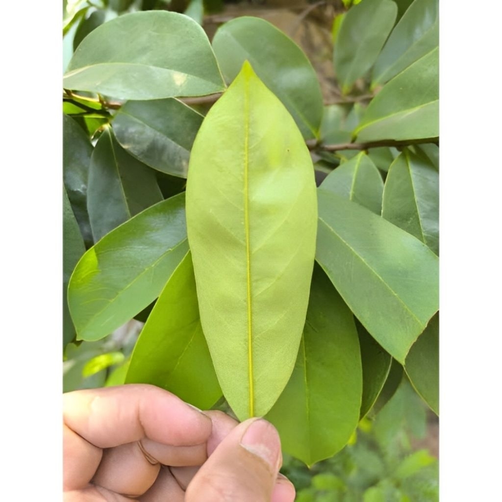 

100 LEMBAR Daun Sirsak Segar - Herbal Alami untuk Kesehatan & Penguat Daya Tahan Tubuh