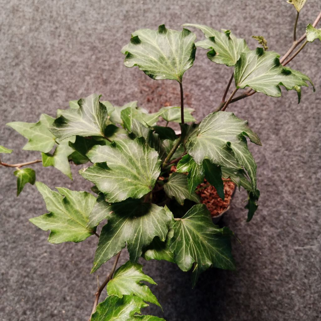 tanaman hedera helix ivy english