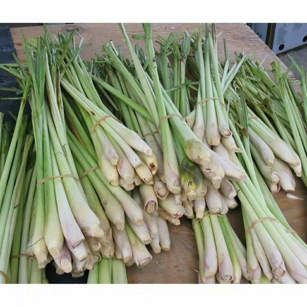 

TERLARIS - Sereh Serai Bumbu Dapur Segar Alami