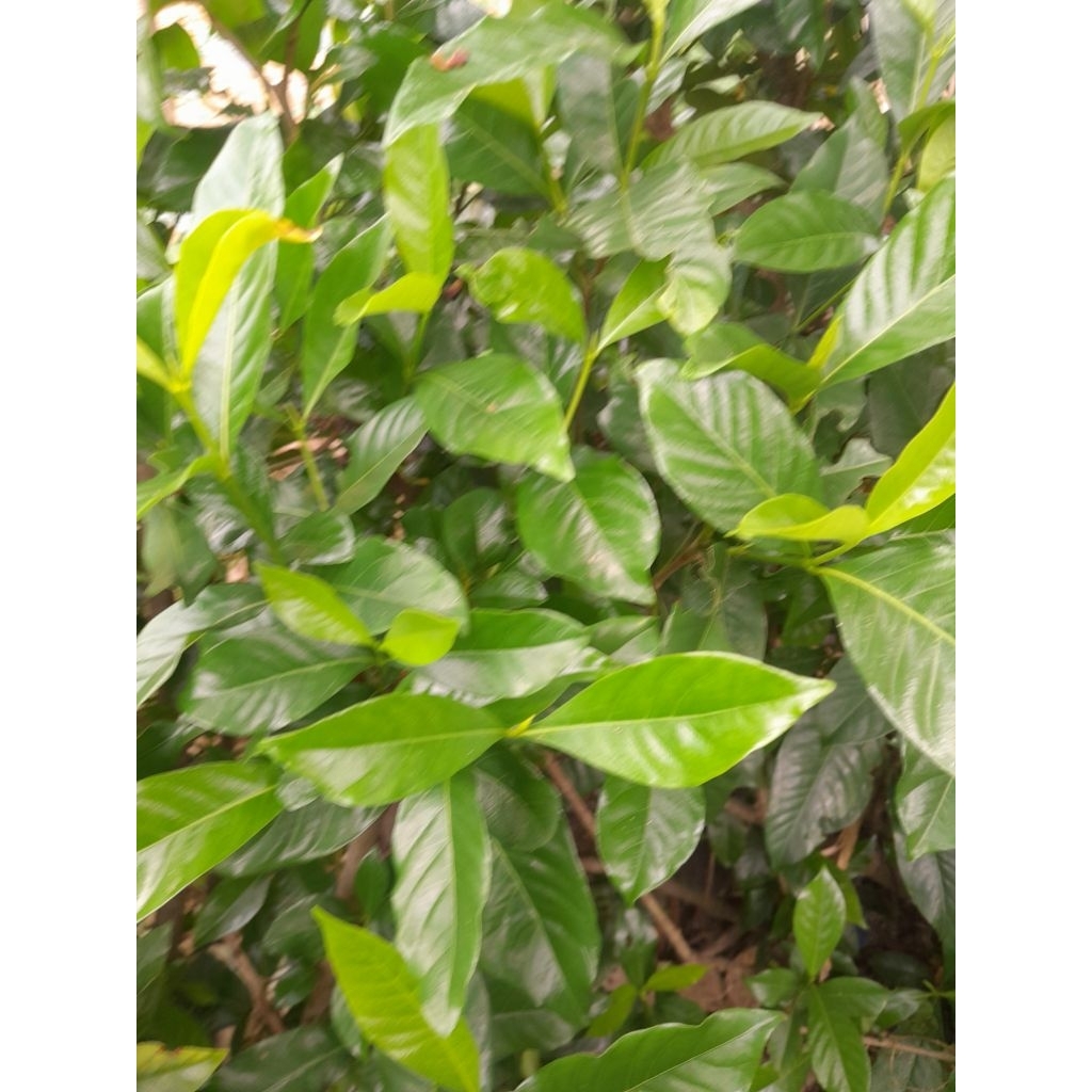 

Daun kaca piring 500 gram