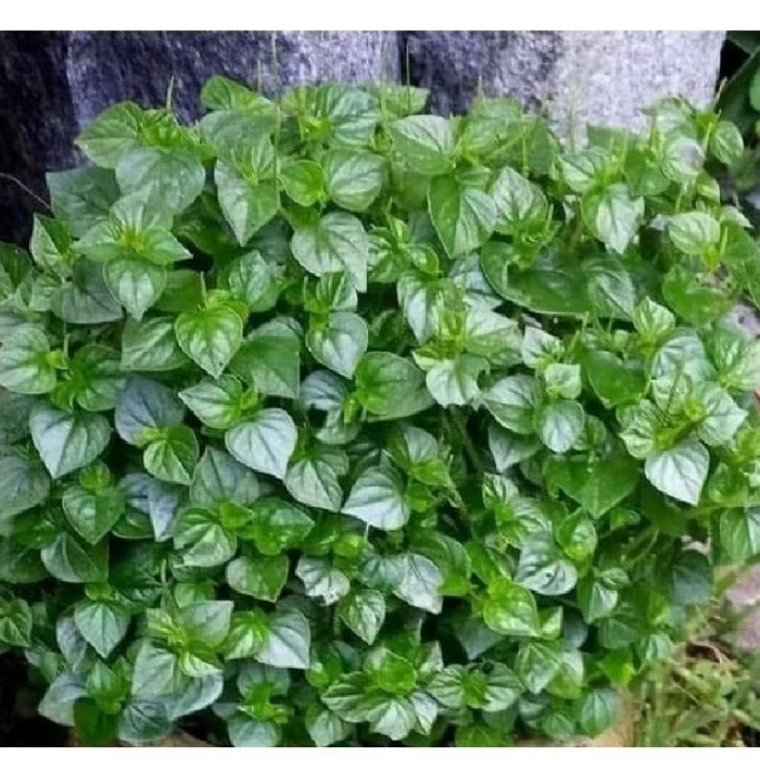 

tanamn sirih cina(sirih suruhan gamping air 1 kg