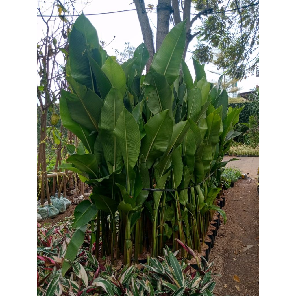 

pohon pisang pisang Golde tinggi 1 meter 50