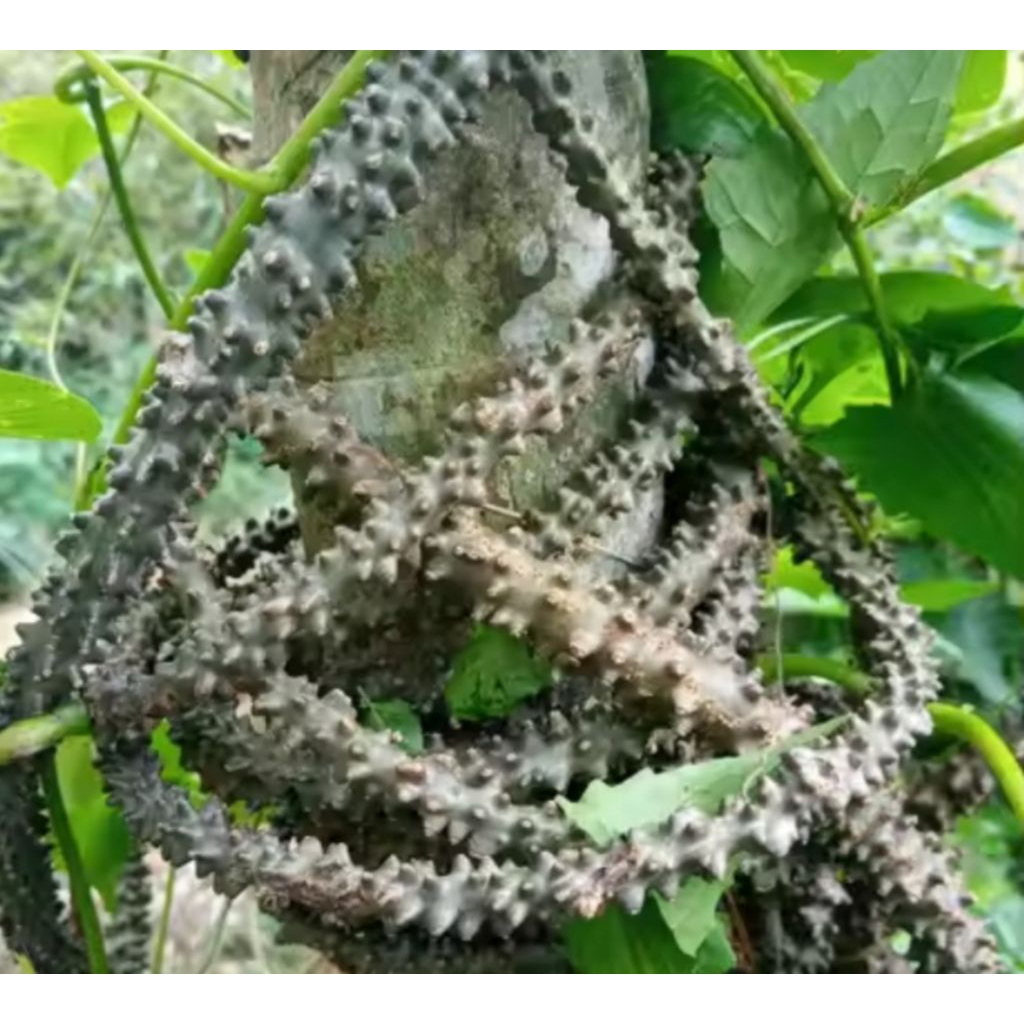 

Brotowali/Batrawa Asli Pahit Segar,,,