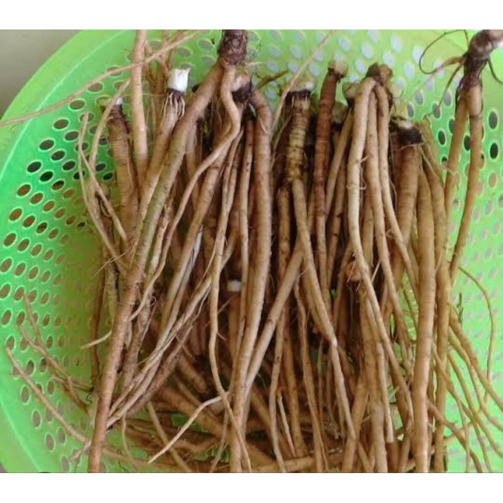 

Akar walang sangit segar organik 200 gram-az