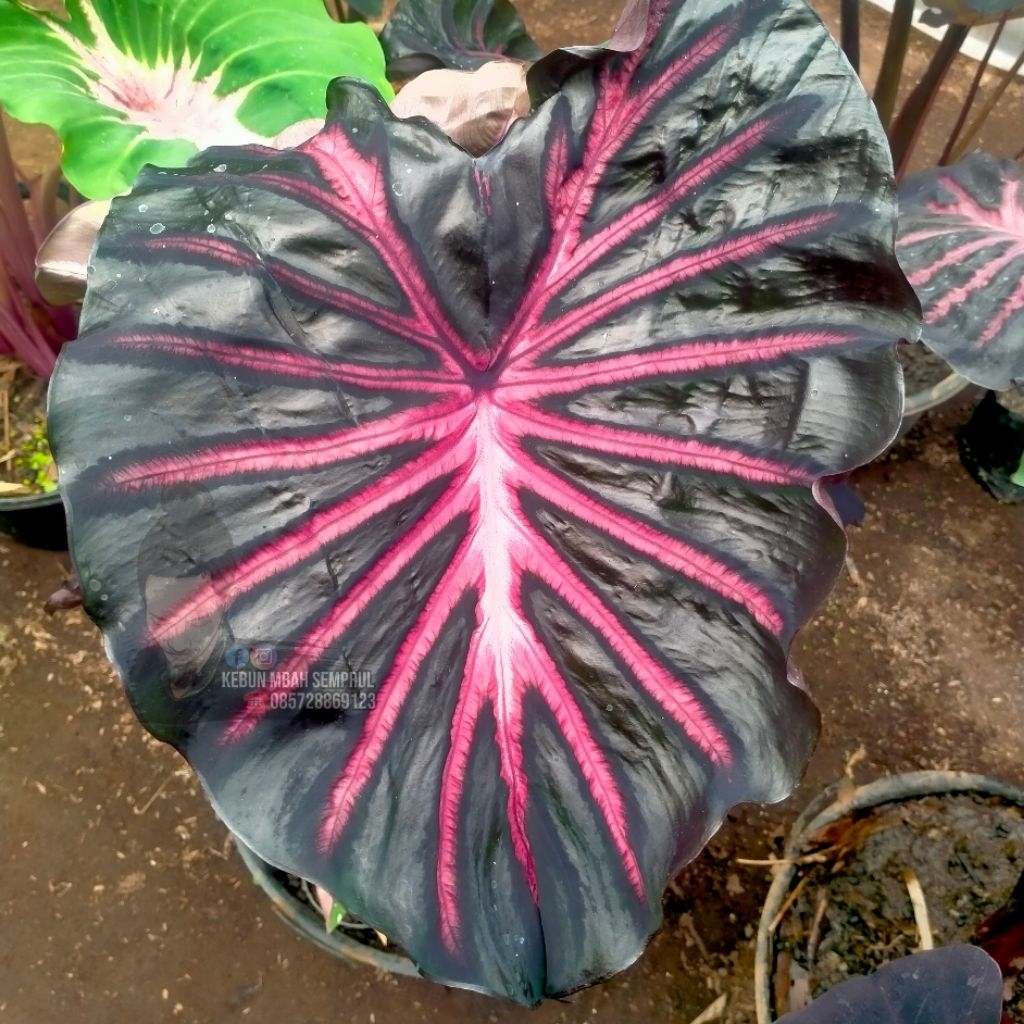 Colocasia The King #SBAseries