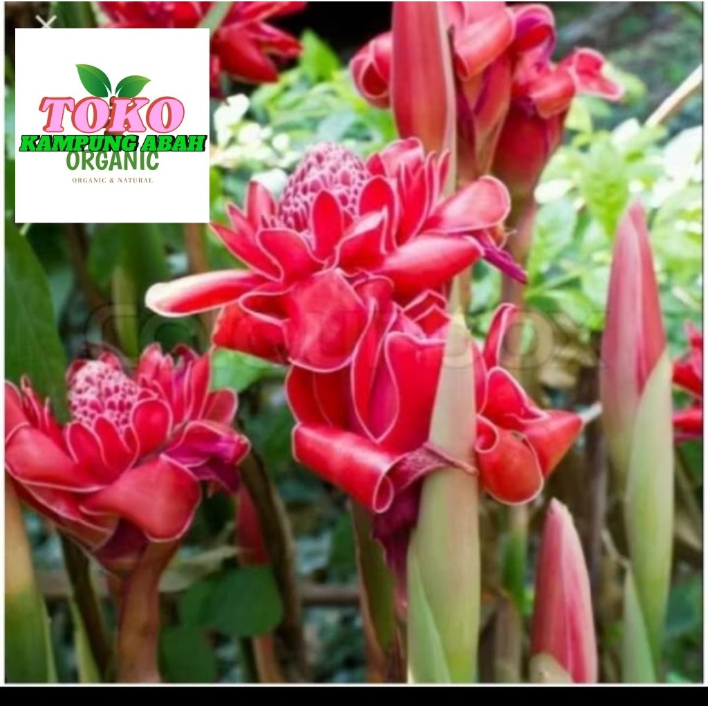 

bunga kecombrang atou rombeh 250grm