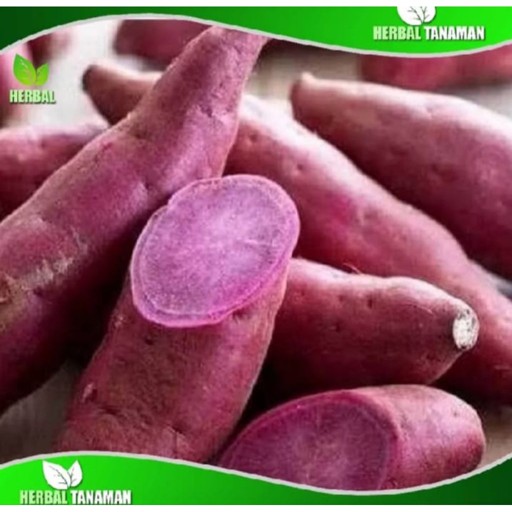 

Ubi jalar ungu manis legit sufer premium fresh 1kg super besar