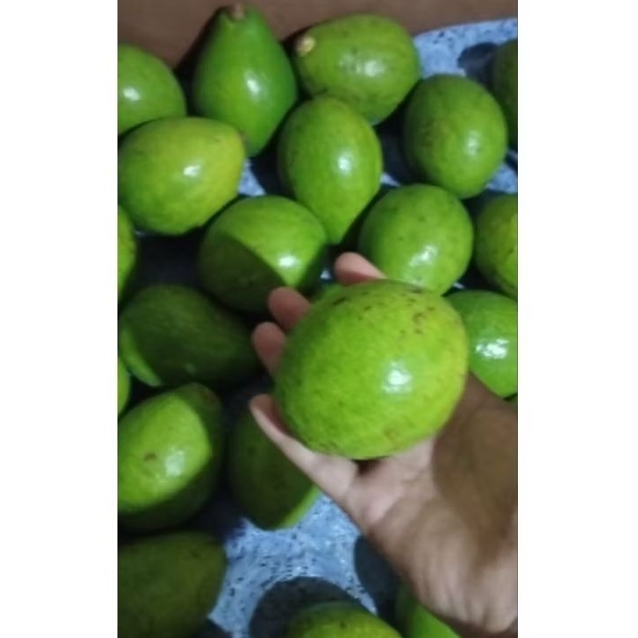 

alpukat mentega kecil isi 6-7