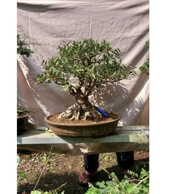 Bonsai beringin california siap kontes