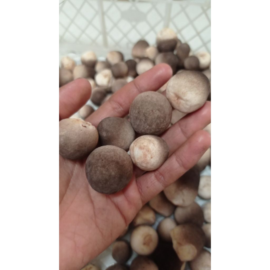 

Jamur Merang Fresh dan Segar