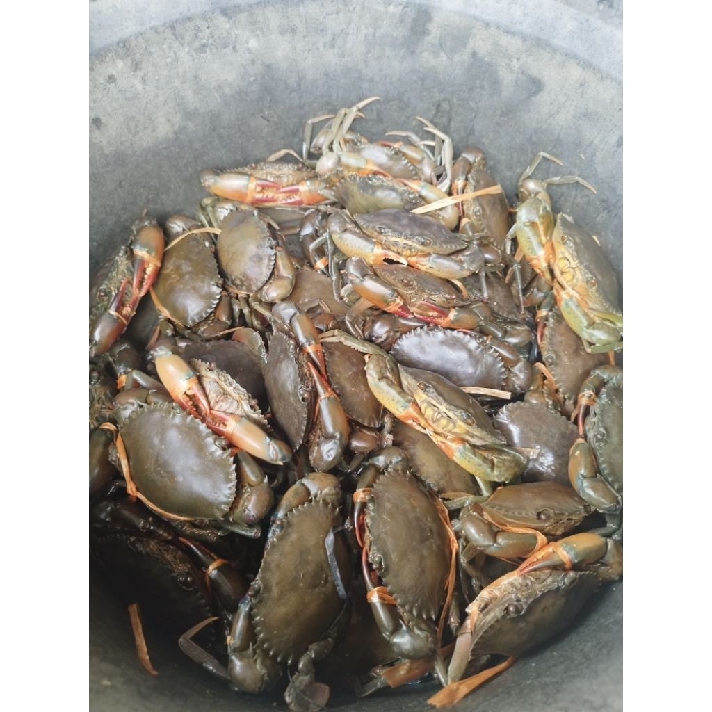 

Kepiting bakau fresh/hidup padat berisi