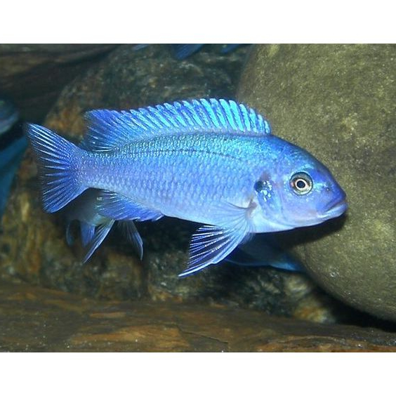 Ikan Hias Cichlid Blue Cobalt / Ikan Hias Air Tawar / Malawi Cichlid