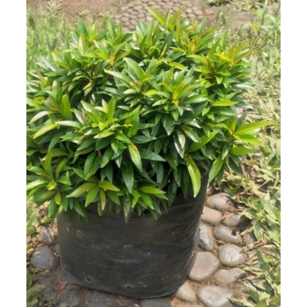 tanaman hias pucuk merah mini