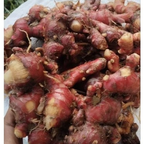 

JAHE MERAH FULL TUA 1KG
