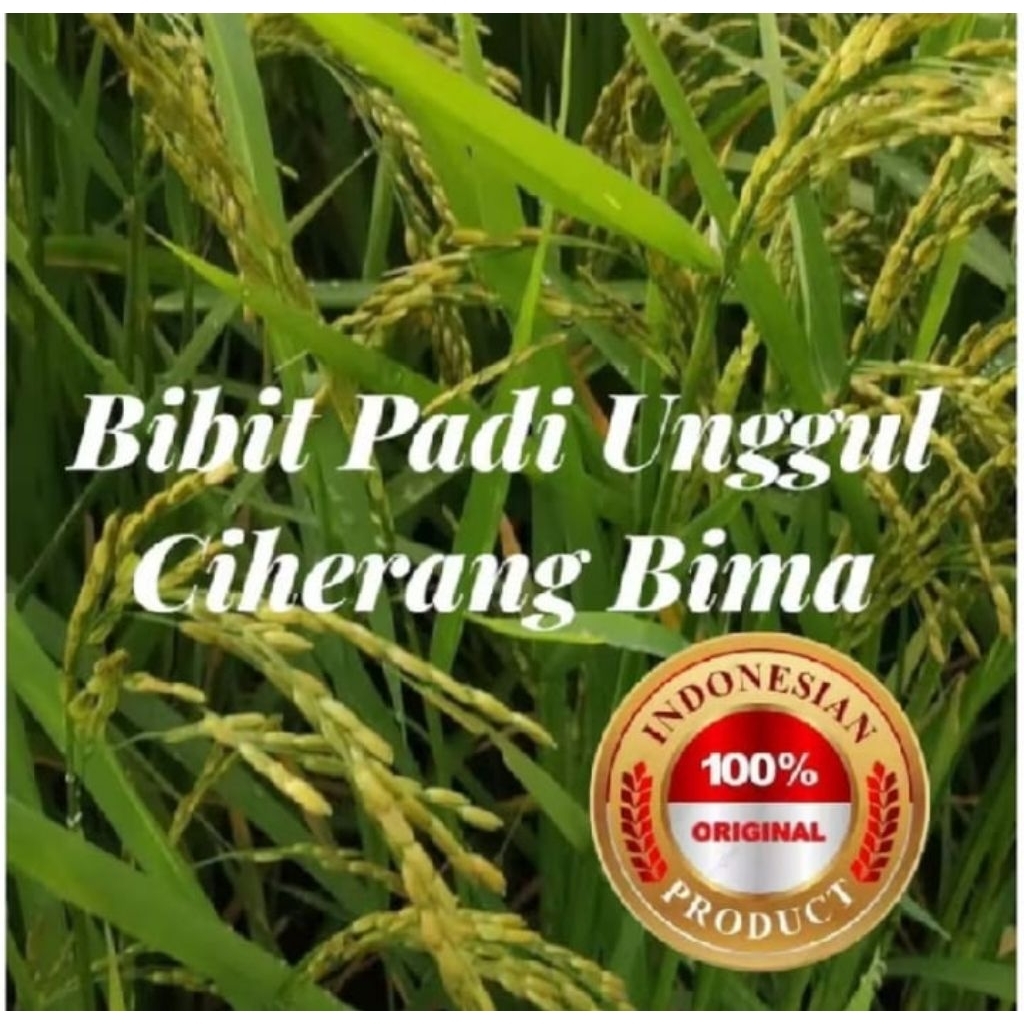 BENIH PADI CIHERANG BIMA SUPER UNGUL PER 1KG