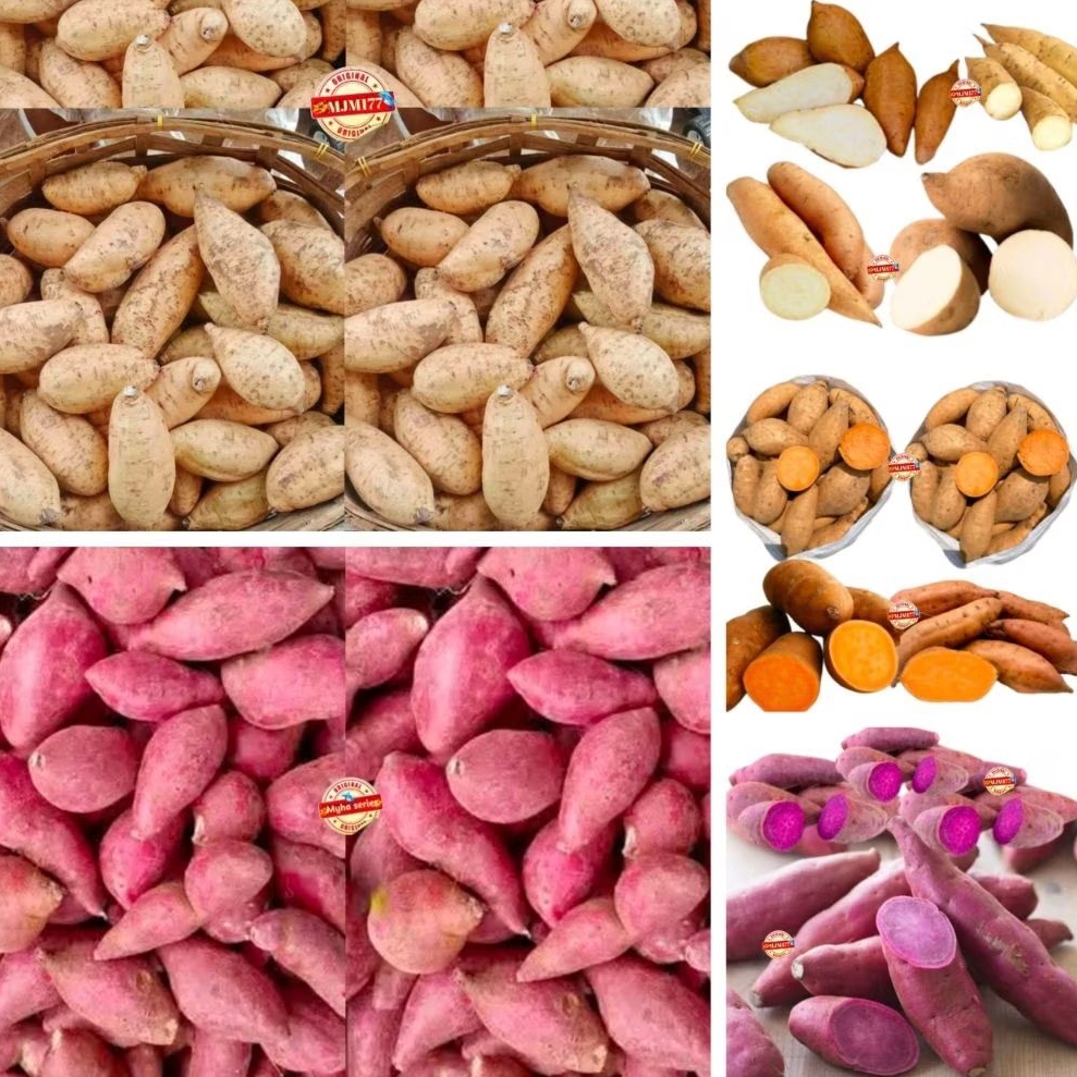 

Ubi Cilembu Ubi madu Ubi ungu Ubi Orens kemasan 1kg+ Best Seller