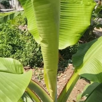 

Daun Pucuk Pisang Langsung petik kebun