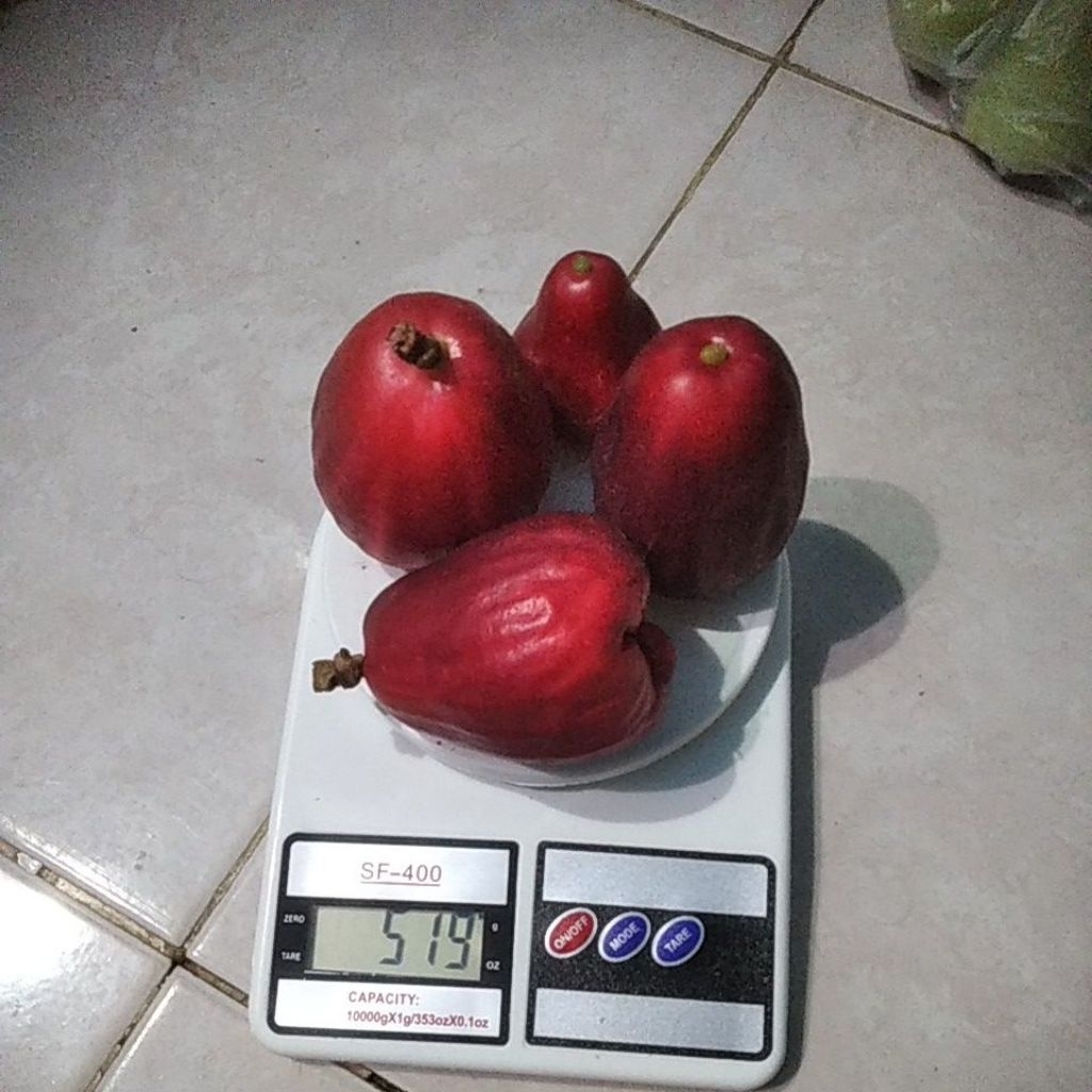 

jambu air Jamaika fres