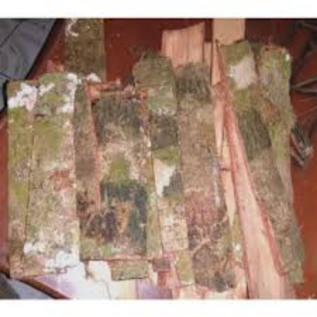 

kulit pohon jengkol segar 500grm