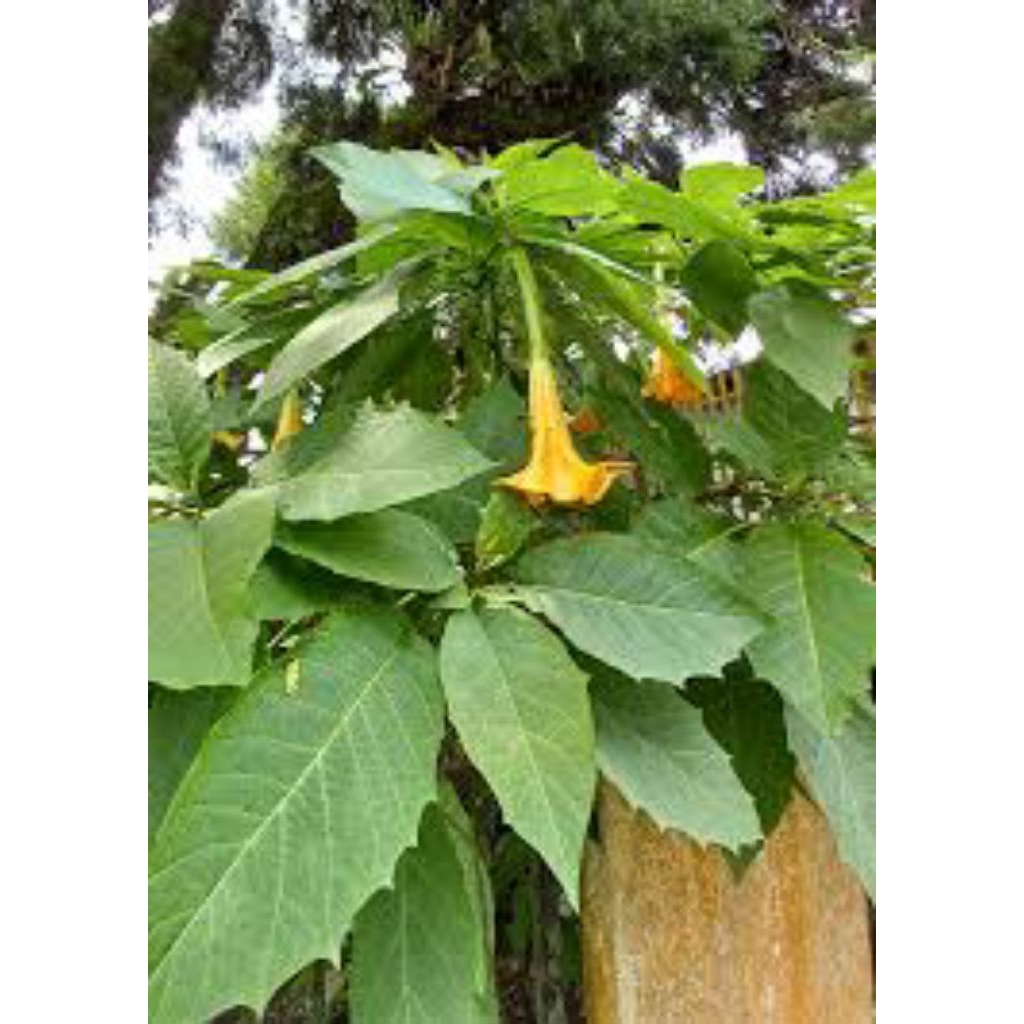 

bunga kecubung asli 200grm