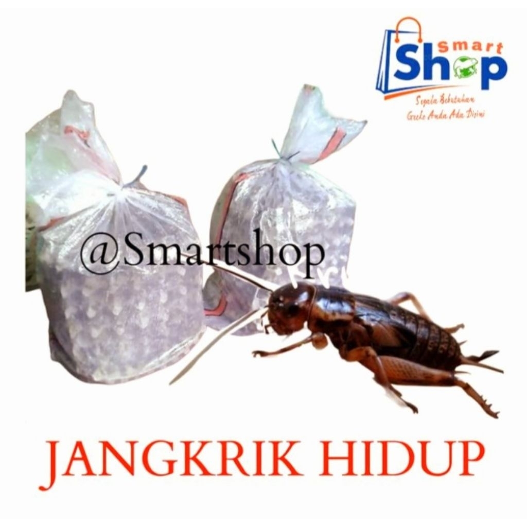 Jangkrik hidup 1kg / Pakan burung / Pakan reptil / Pakan hewan