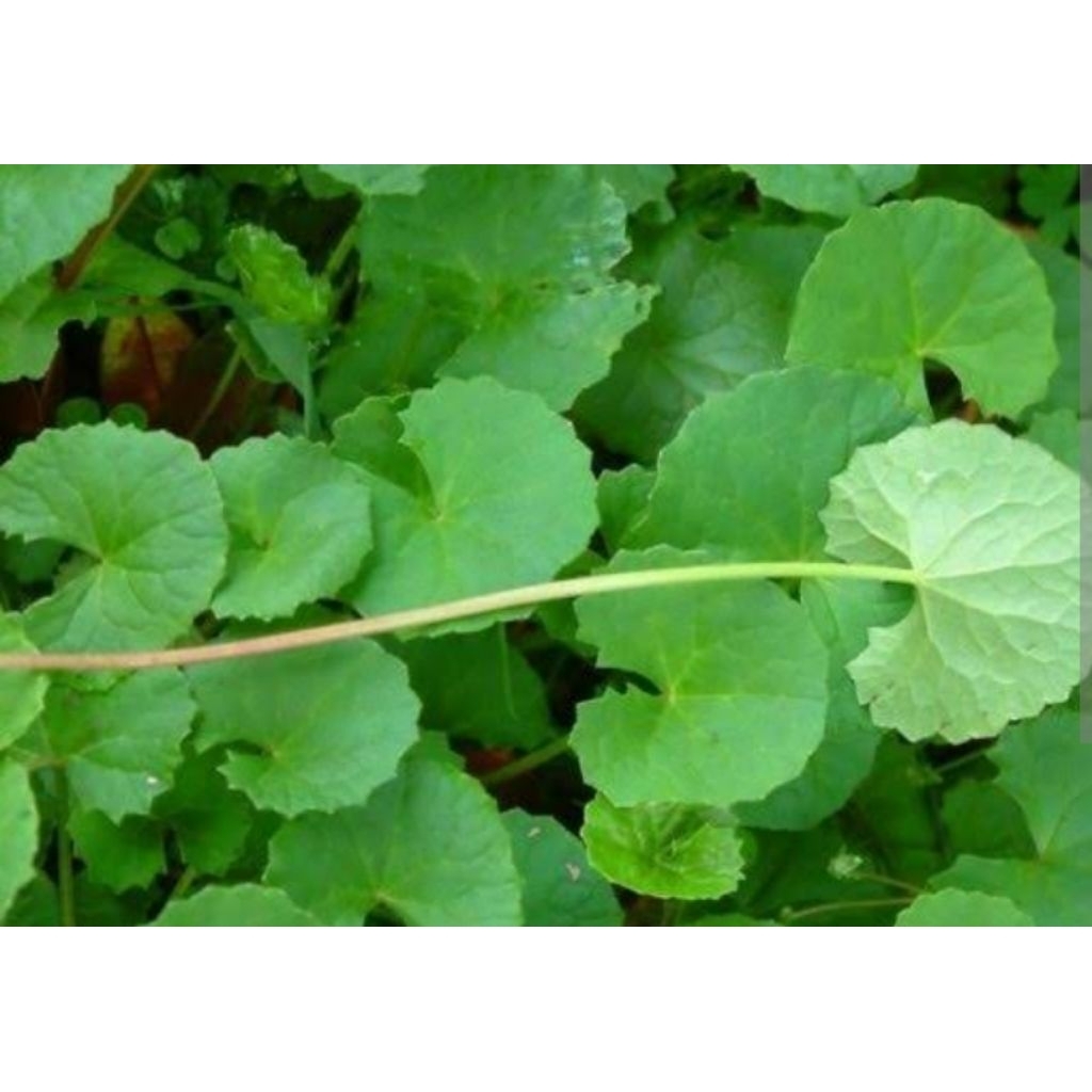 

Daun pegagan fresh 1kg