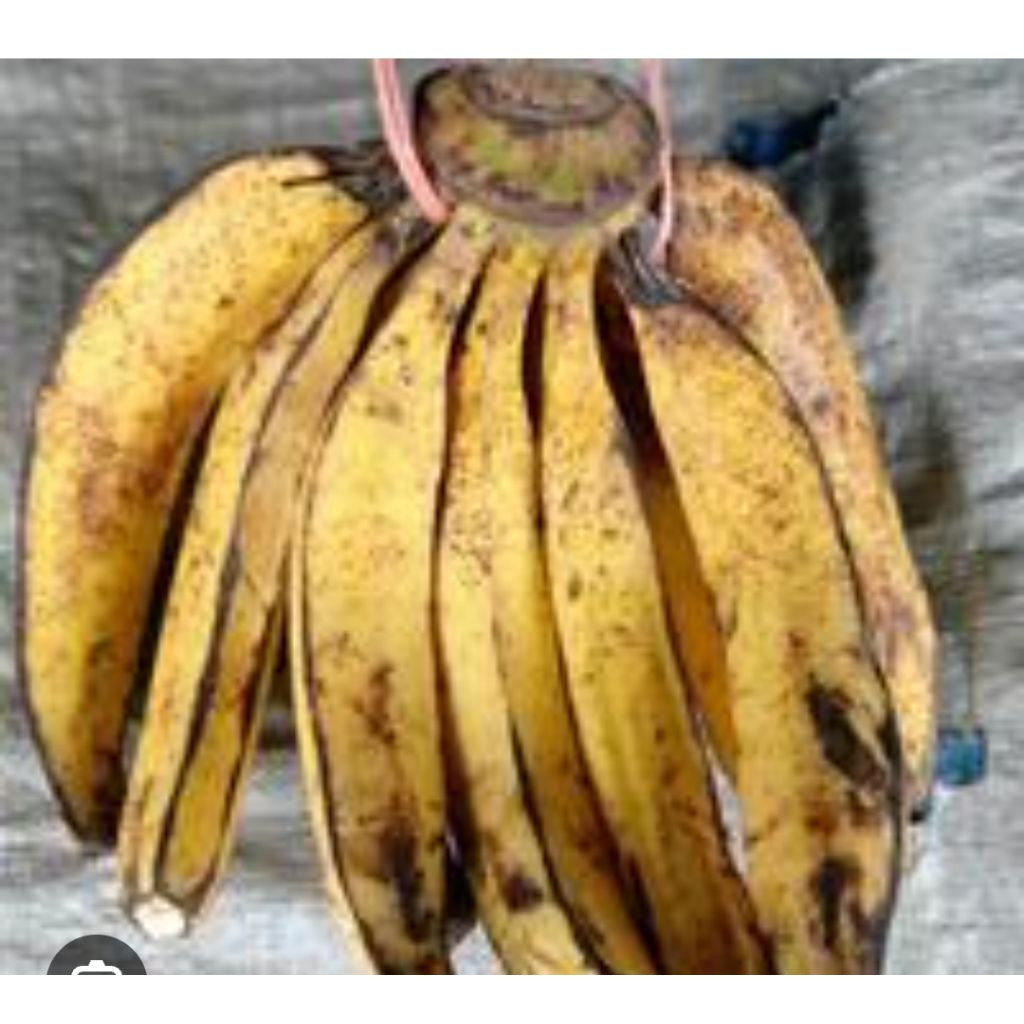 

PISANG TANDUK/PISANH BYAR/PISANG MURIA 1 LIRANG MATANG ISI BANYAK
