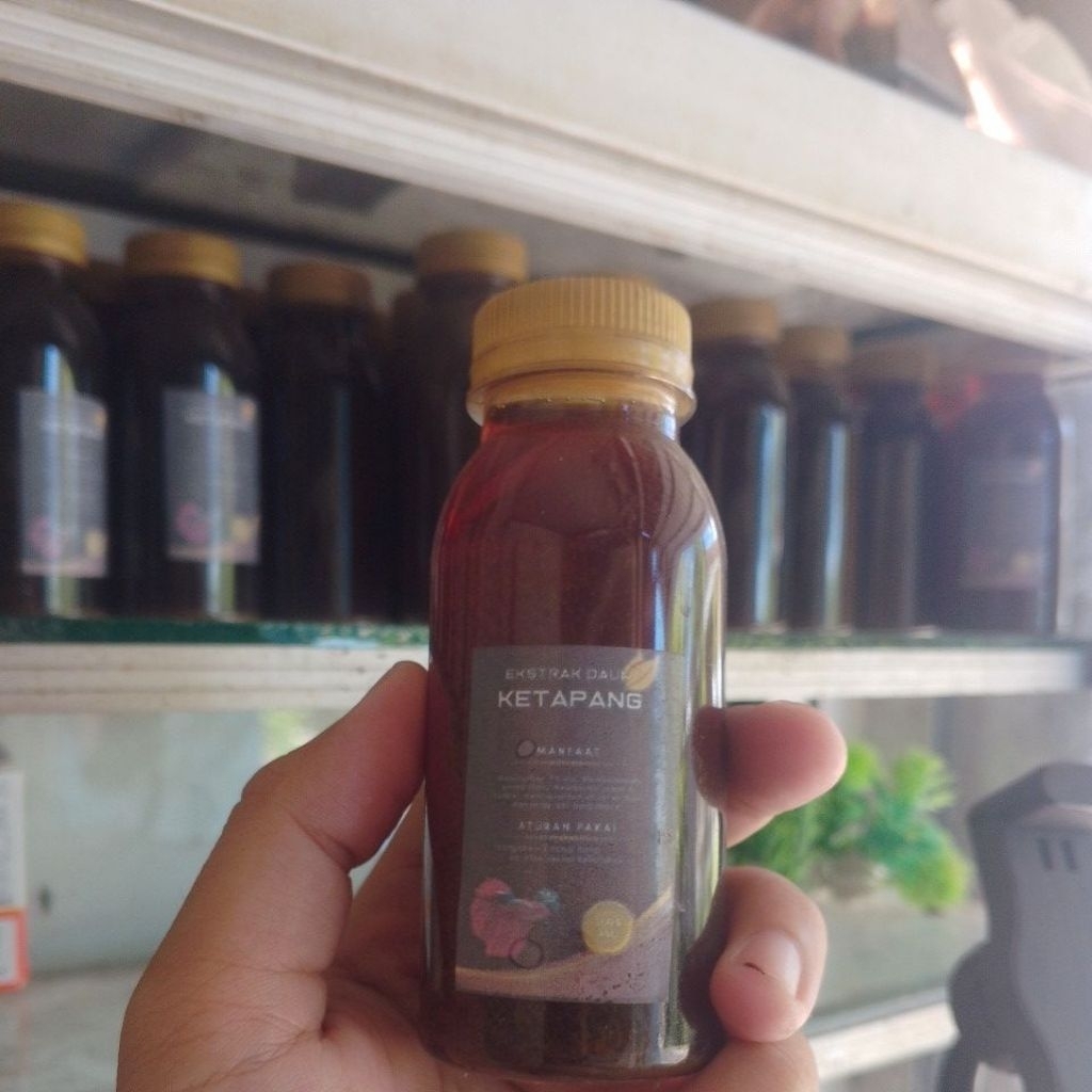 ekstrak daun ketapang