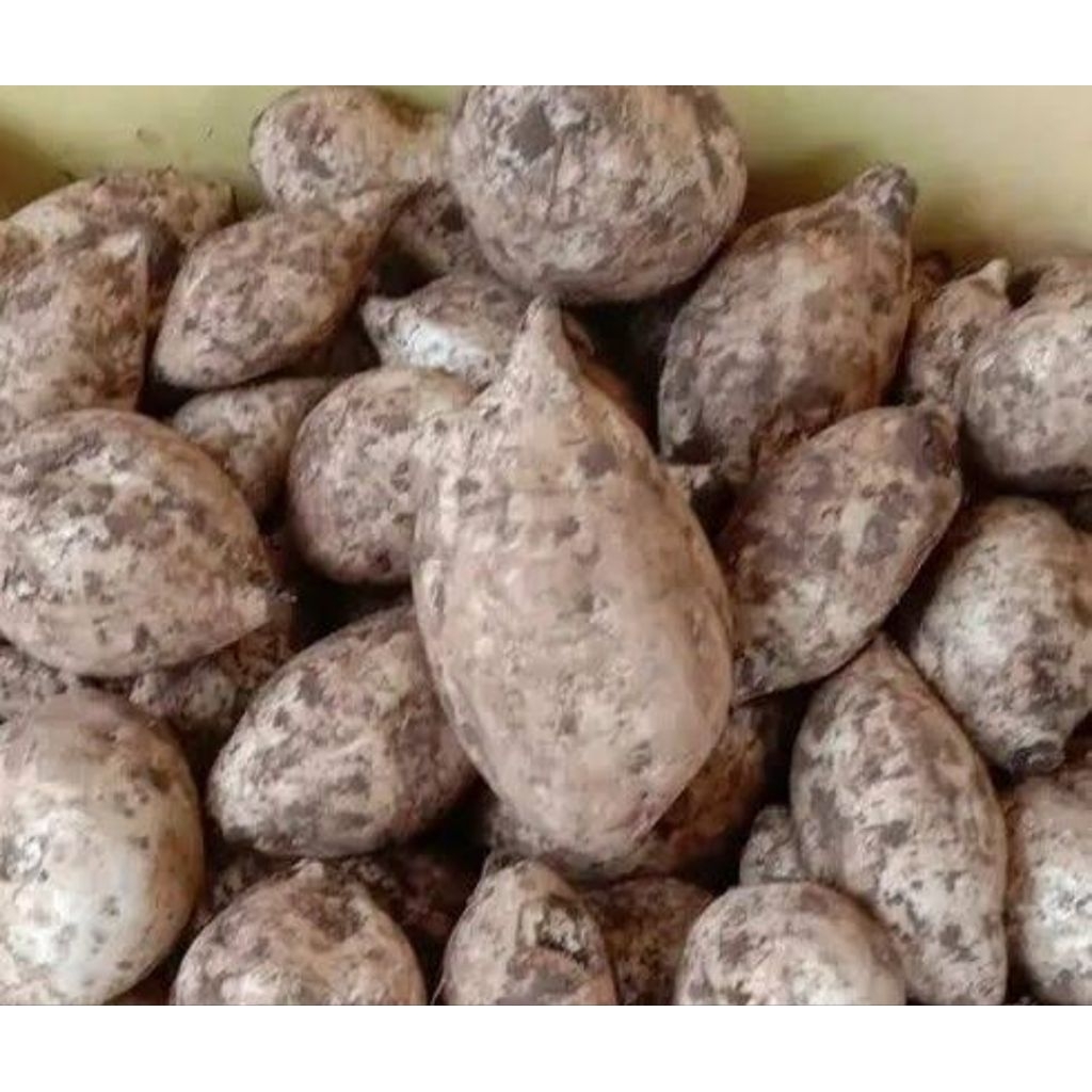 

ubi pulen manohara jumbo dan sedang 1kg rasanya manis