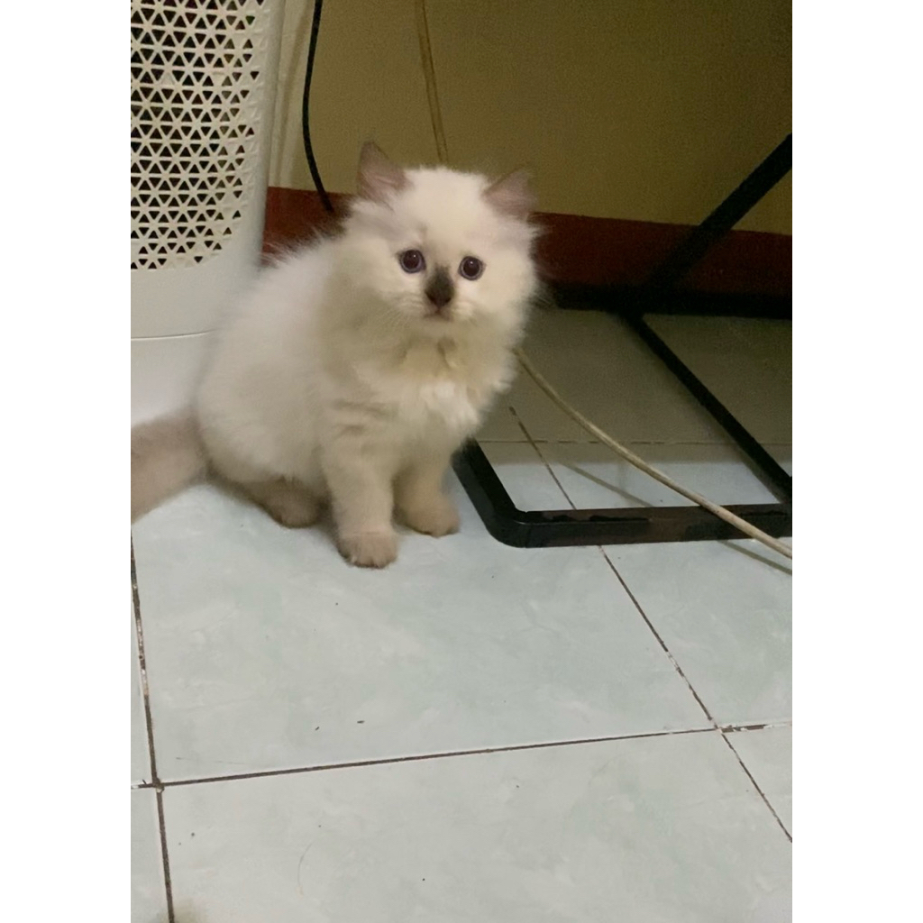 kitten ragdoll