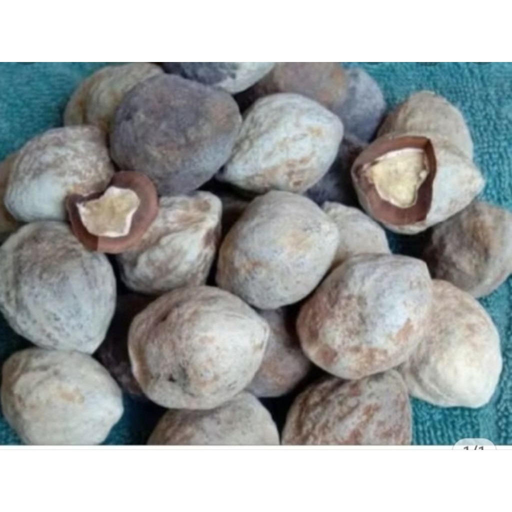 

muncang sayur utuh/kemiri 500gr