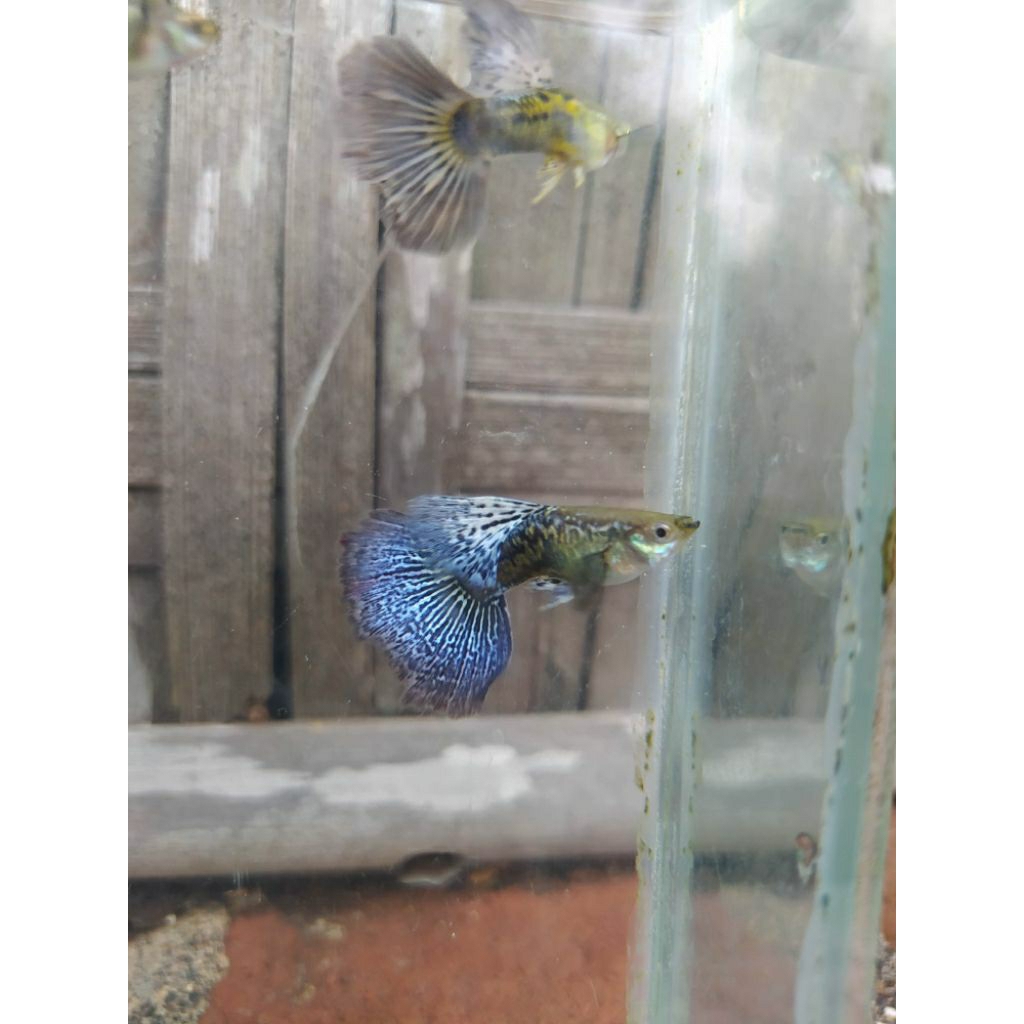 Gambar GUPPY BLUE DRAGON
