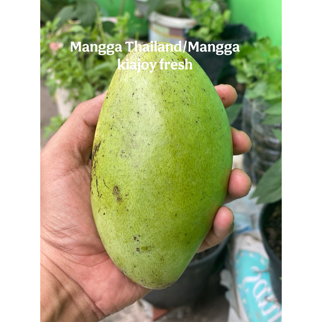 

MANGGA THAILAND/KIOJAY MENGKAL/MATANG FRESH PETIK DARI POHON SENDIRI