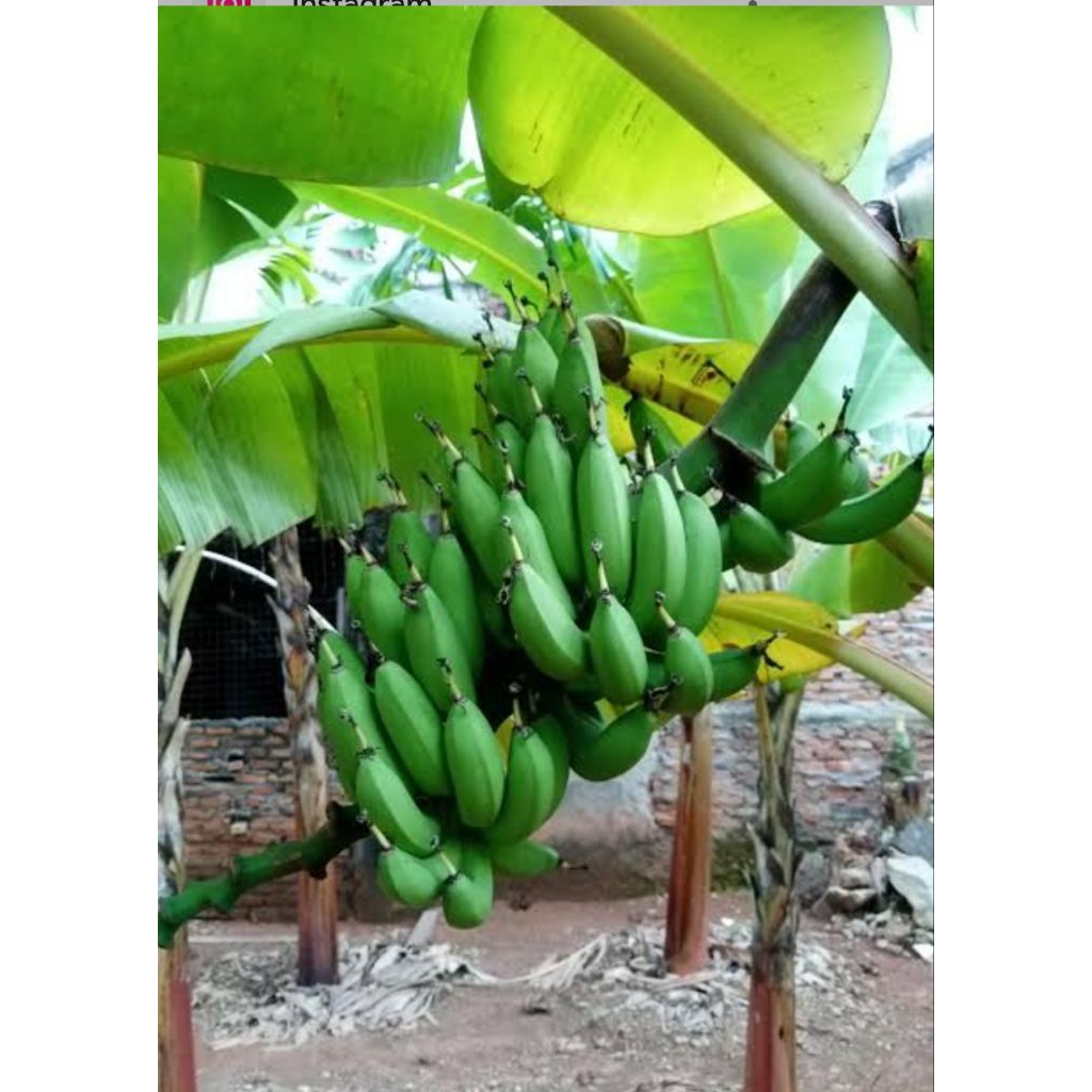 bibit pisang uli
