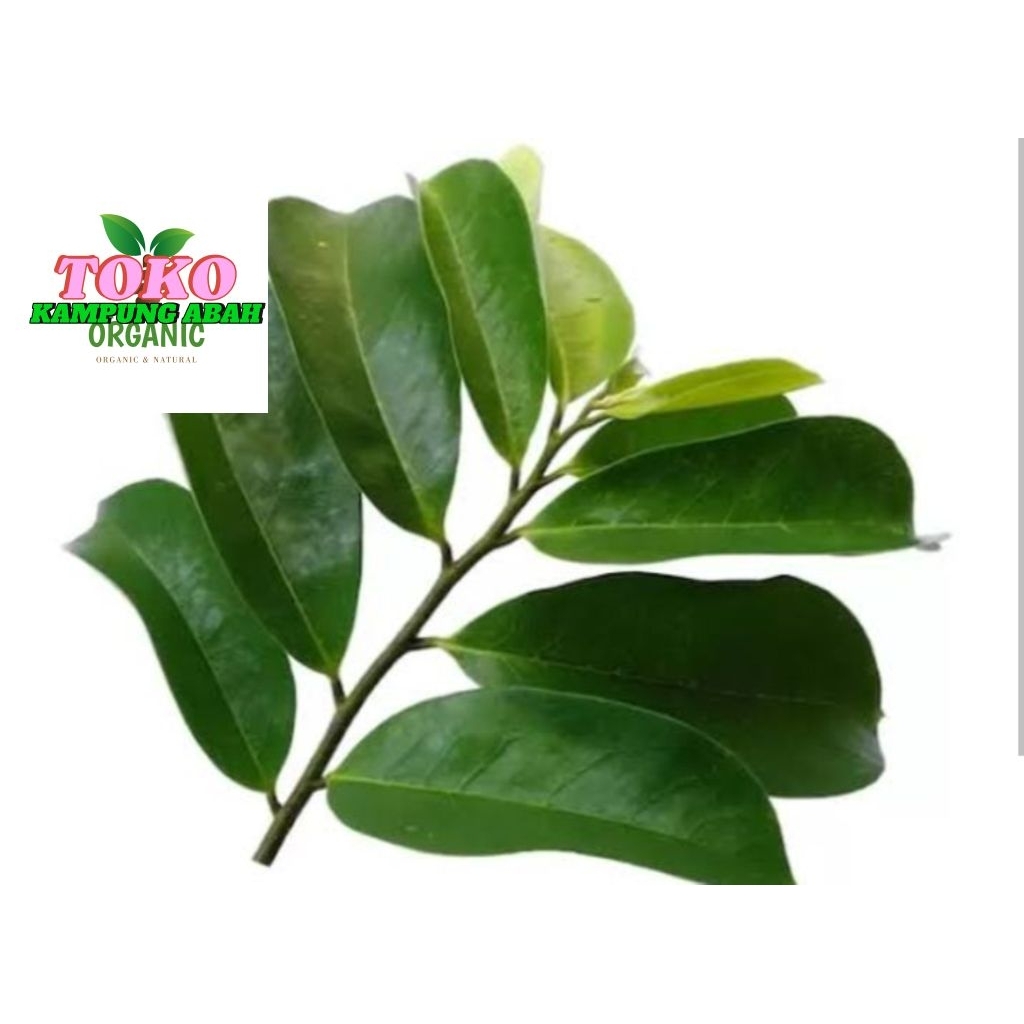 

daun sirsak segar /100 lambar