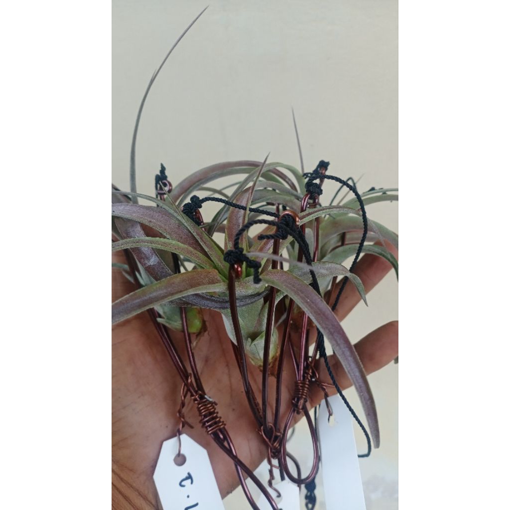 tillandsia love knot