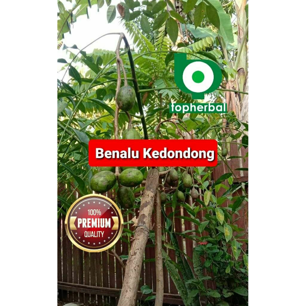 

Daun benalu kedondong kering hijau grade A+ 1kg/1000gram